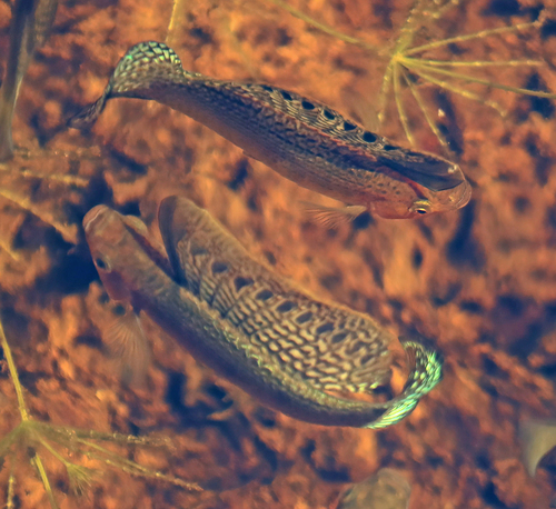 Poecilia latipinna