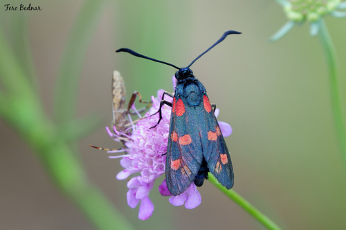 Zygaena filipendulae