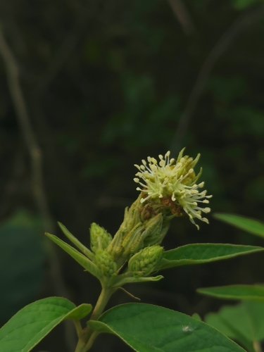 Croton hondensis