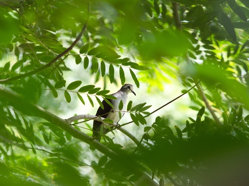 Tambourine Dove