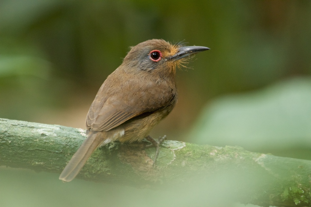 Fulvous-chinned Nunlet photo