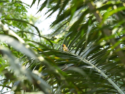 Olive-naped Weaver