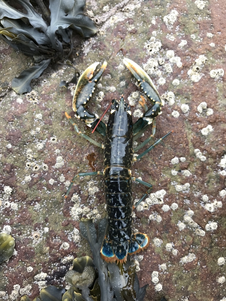 European Lobster