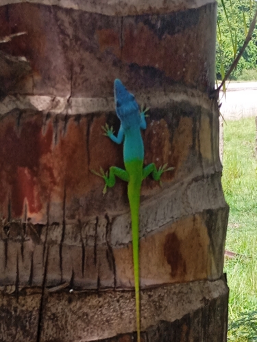 Allison's Anole