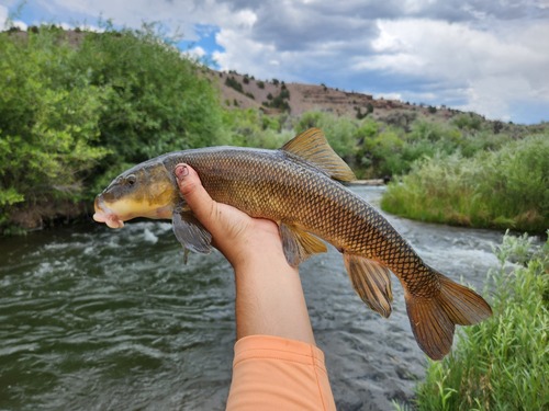 Utah Sucker