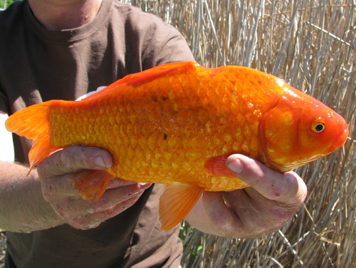 Goldfish