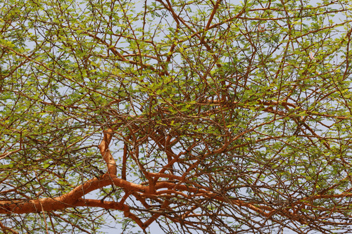 Thirsty Thorn