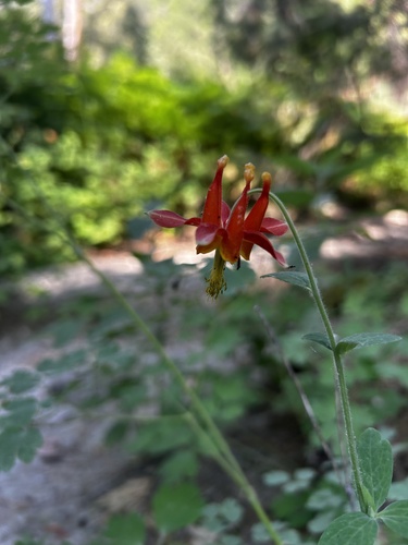 iNaturalist observation photo of western columbine