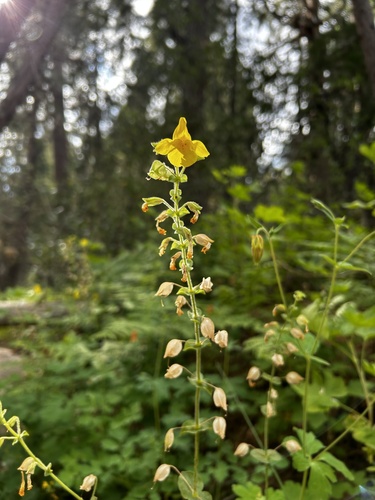 iNaturalist observation photo of seep monkeyflower