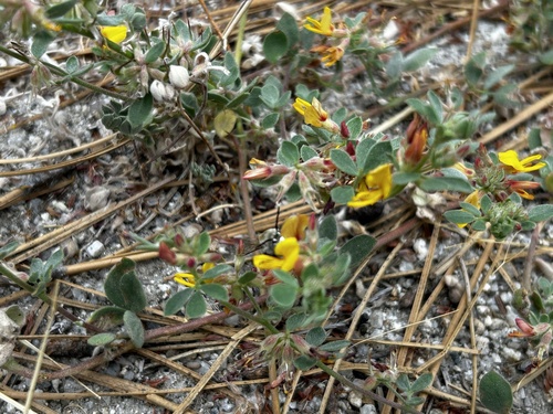 iNaturalist observation photo of deervetch