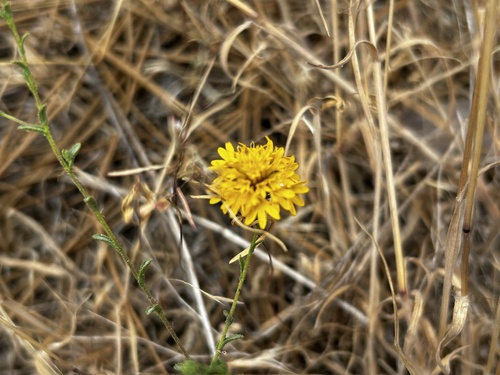 iNaturalist observation photo of Asteroideae