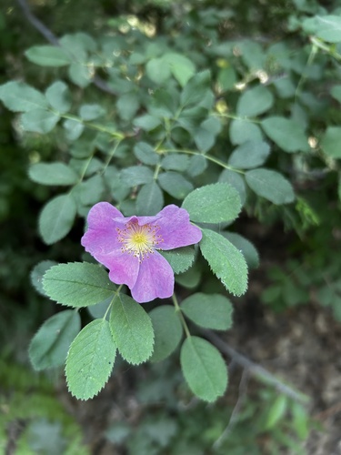 iNaturalist observation photo of California Wild Rose
