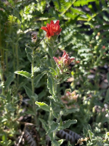 iNaturalist observation photo of Camp Martin paintbrush