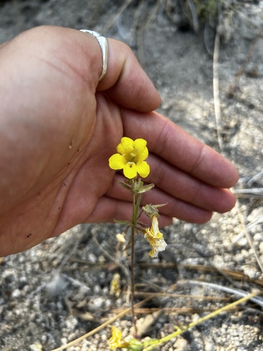 iNaturalist observation photo of wide-throated yellow monkeyflower