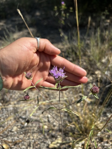 iNaturalist observation photo of Brewer's Monardella