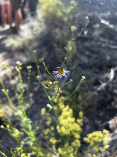 iNaturalist observation photo of fleabanes and horseweeds