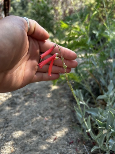 iNaturalist observation photo of scarlet bugler