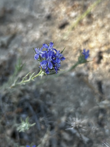 iNaturalist observation photo of giant woollystar