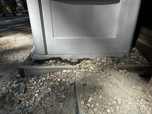 iNaturalist observation photo of Southern Pacific Rattlesnake