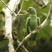 Amazona farinosa - Photo (c) David Beadle, כל הזכויות שמורות, הועלה על ידי David Beadle