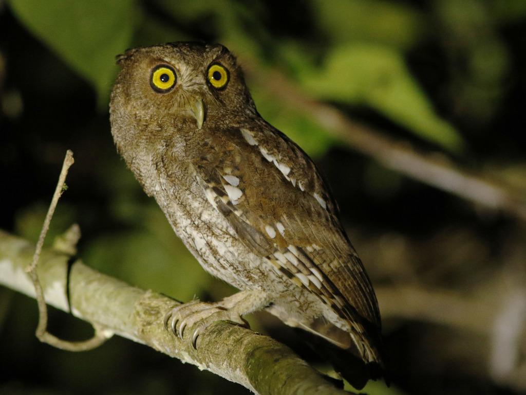 Choco Screech-Owl (Megascops centralis) photo