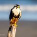 Falco femoralis - Photo 由 Rolando Chavez 所上傳的 (c) Rolando Chavez，保留所有權利
