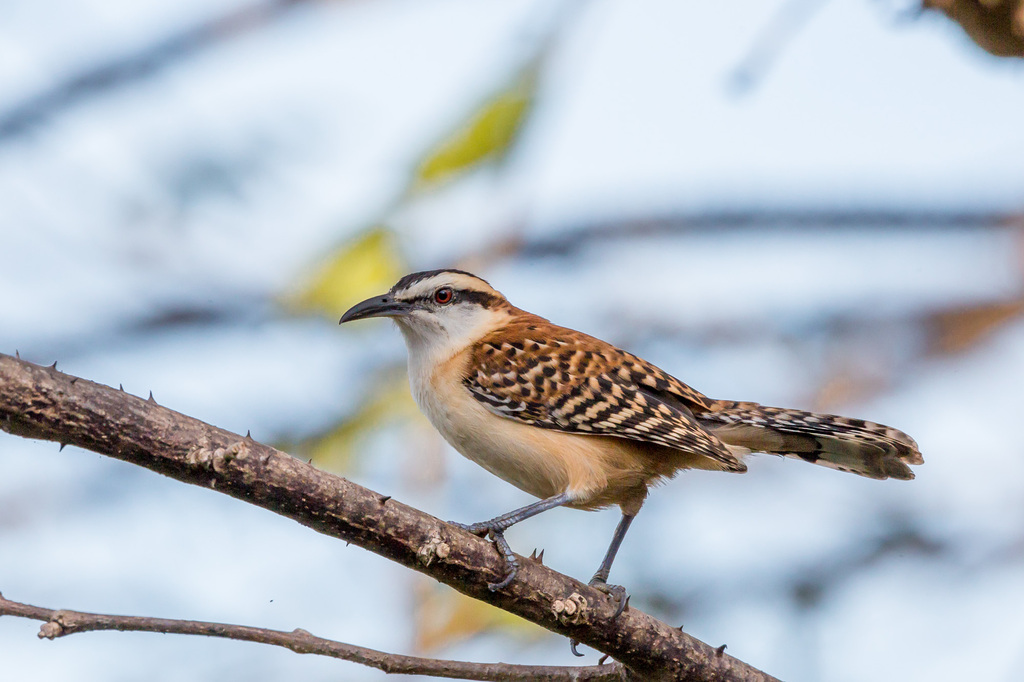 Veracruz Wren photo