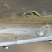 Ammocrypta beanii - Photo 由 Owen Ridgen 所上傳的 (c) Owen Ridgen，保留所有權利