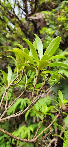 Dubautia laxa ssp. pseudoplantaginea