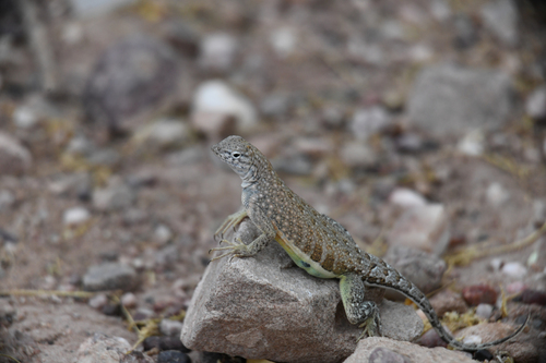Greater Earless Lizard