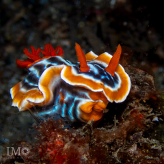 Chromodoris nudibranch