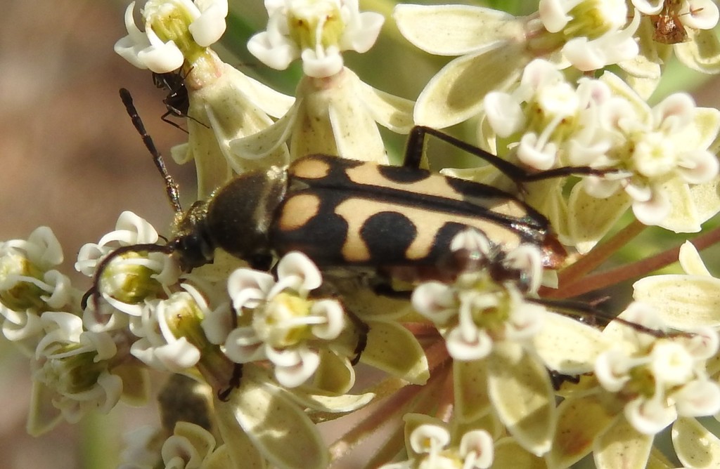 Notch-tipped Flower Longhorn Beetle from Arteaga, Coah., México on May
