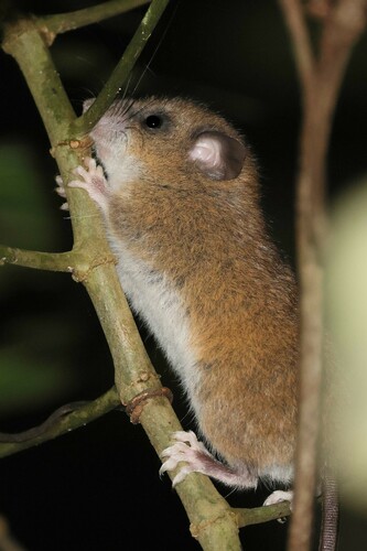 Elegant Margareta Rat (Margaretamys elegans) — Vulnerable Mammalia
