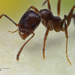 Iberian Harvester Ant - Photo (c) pacomacro, all rights reserved