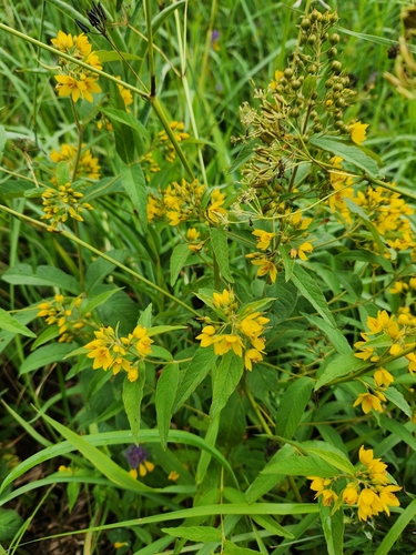 Yellow Loosestrife