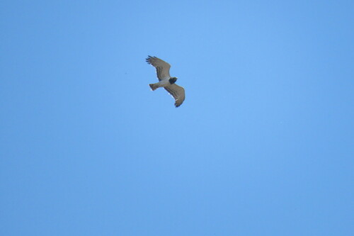 Black-chested Snake-Eagle