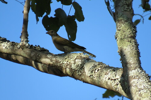 Lesser Honeyguide