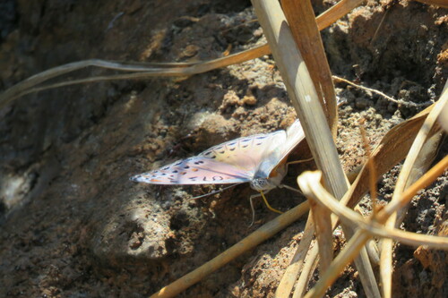 Speckled Lilac Nymph