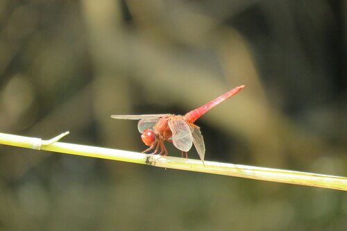 Broad Scarlet