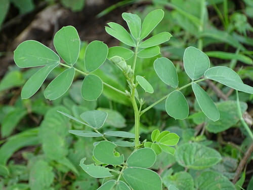 American Sicklepod