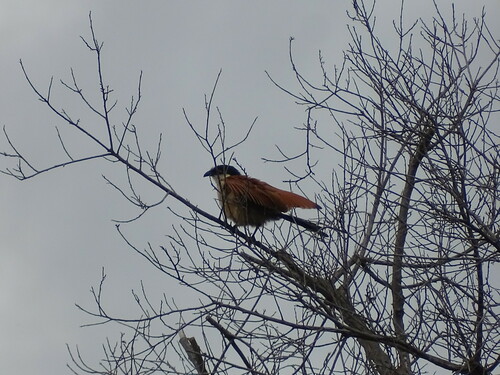 Senegal Coucal