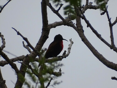 Scarlet-chested Sunbird