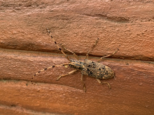 Pharsalia subgemmata