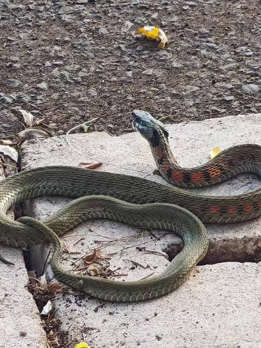 Chinese Tiger Keelback