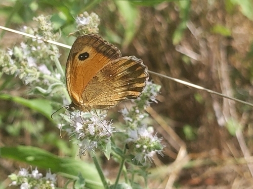 Gatekeeper