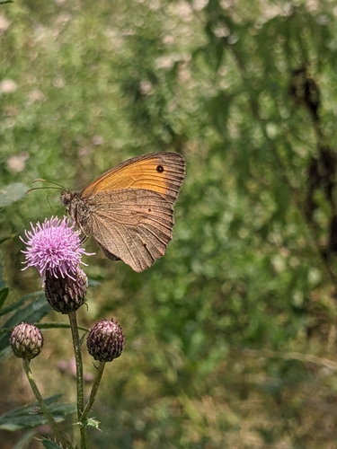 Meadow Brown