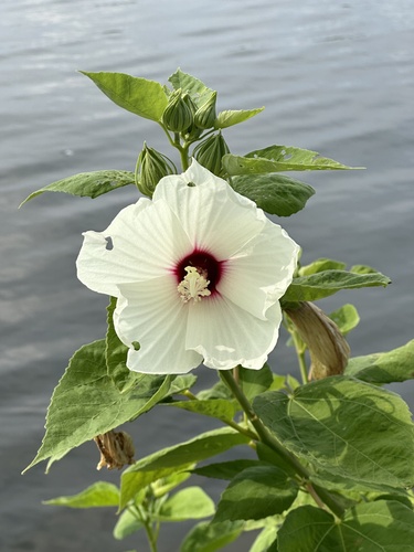 Sacramento Delta Hibiscus