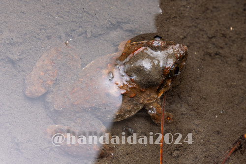 Fujian Large-headed Frog