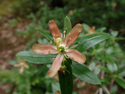 Elliottia pyroliflora