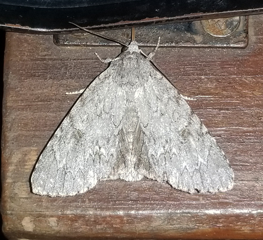 American Dagger from Fentress County, TN, USA on July 21, 2024 at 09:46 ...